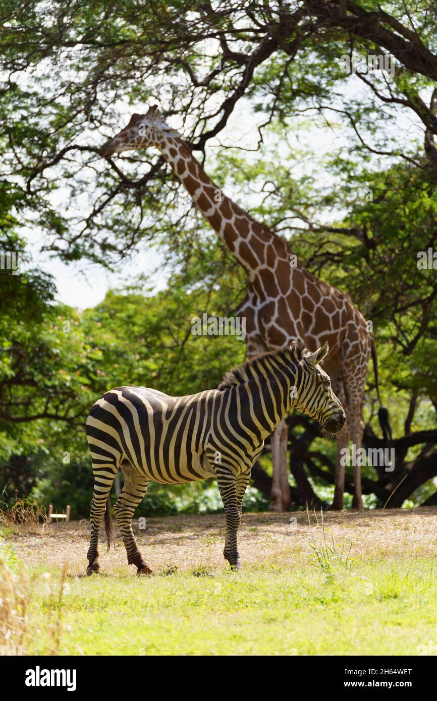 Girafe et zébra se trouvent les uns à côté des autres dans le champ, regardant dans des directions opposées pour mieux repérer les prédateurs. Banque D'Images