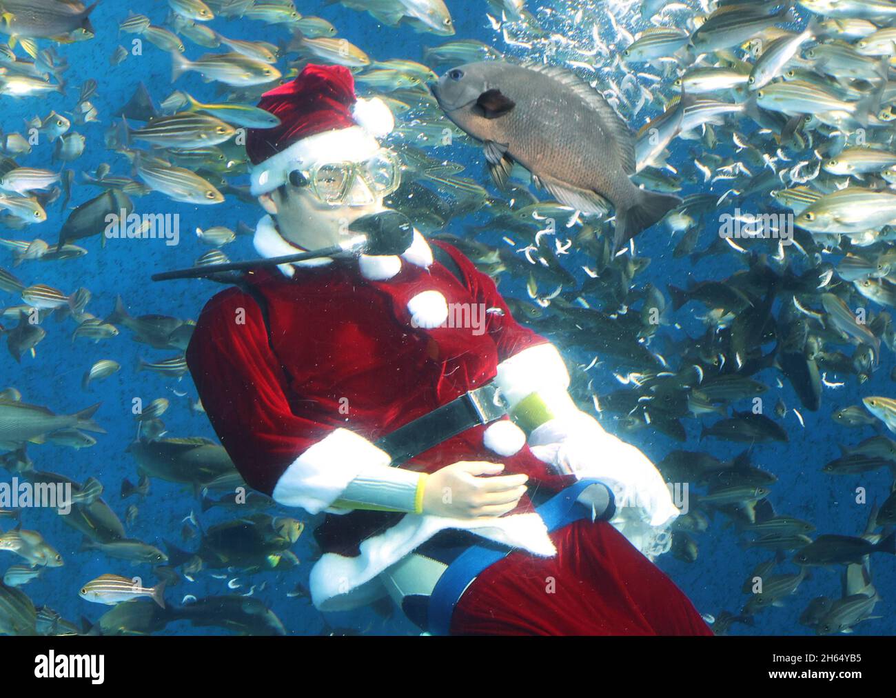 Yokohama, Japon.13 novembre 2021.Un plongeur en costume de Santa nage avec des poissons dans un grand bassin à poissons pour un événement d'alimentation à l'aquarium Hakkeijima Sea Paradise à Yokohama, banlieue de Tokyo, le samedi 13 novembre 2021.L'aquarium a commencé un spectacle spécial d'alimentation pour attirer les visiteurs jusqu'au jour de Noël.Credit: Yoshio Tsunoda/AFLO/Alay Live News Banque D'Images