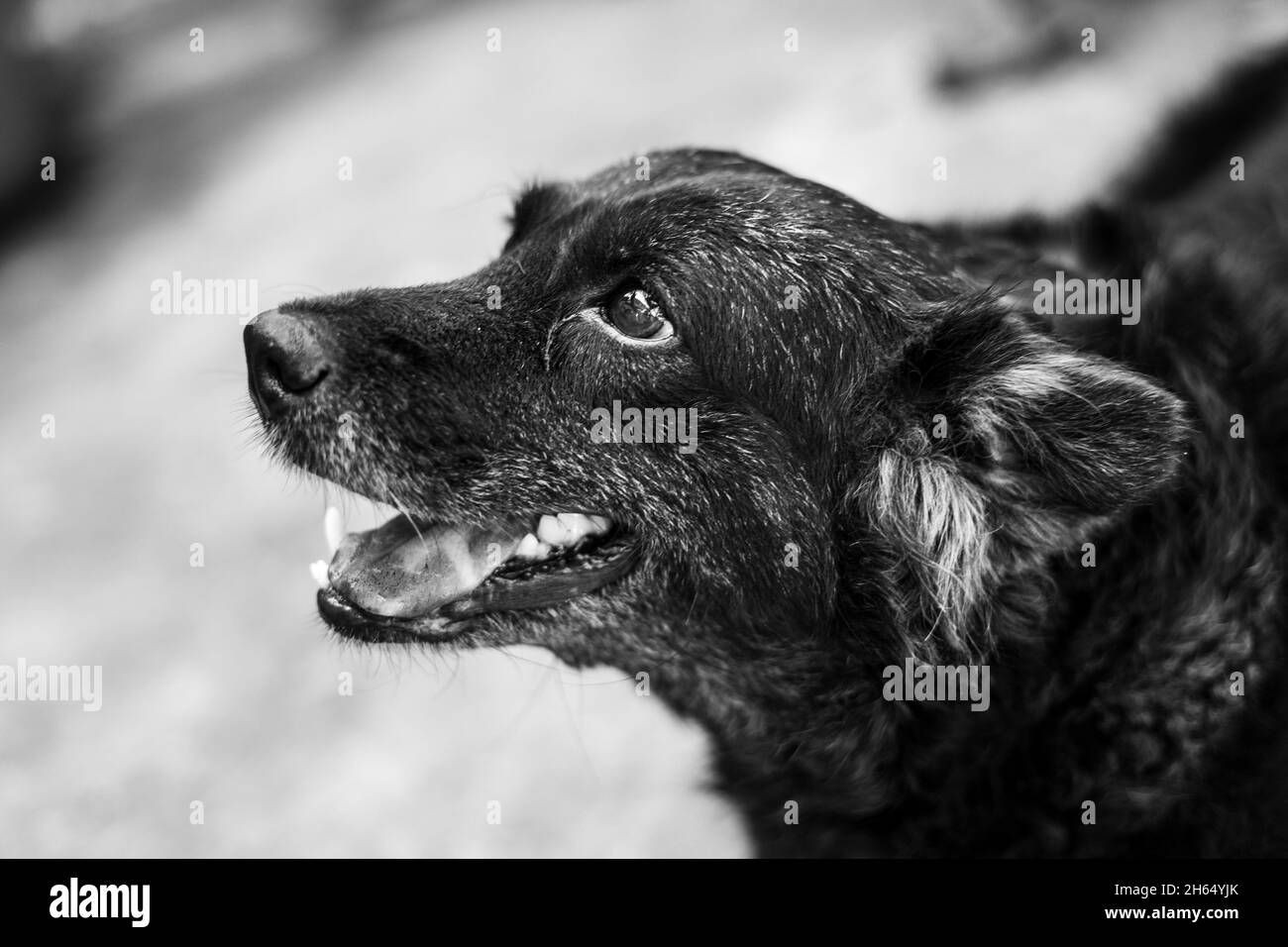 Portrait d'un adorable chien. Banque D'Images