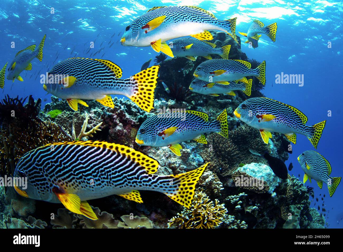 Bandes noires et points yellowfin poissons nageant autour du récif de corail, photo prise sous l'eau à la Grande barrière de corail, Cairns, Queensland Australie Banque D'Images