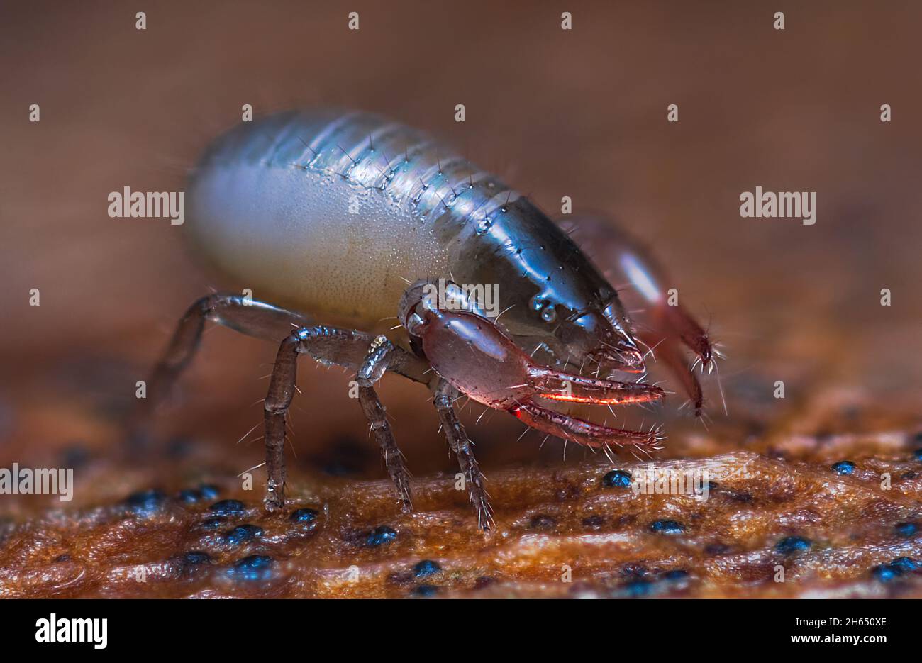 Gros plan macro d'un petit Pseudoscorpion Banque D'Images