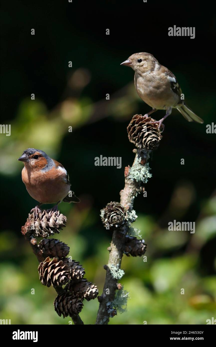 CHAFFINCH (Fringilla coelebs) homme et femme dans un jardin d'animaux sauvages, Écosse, Royaume-Uni. Banque D'Images