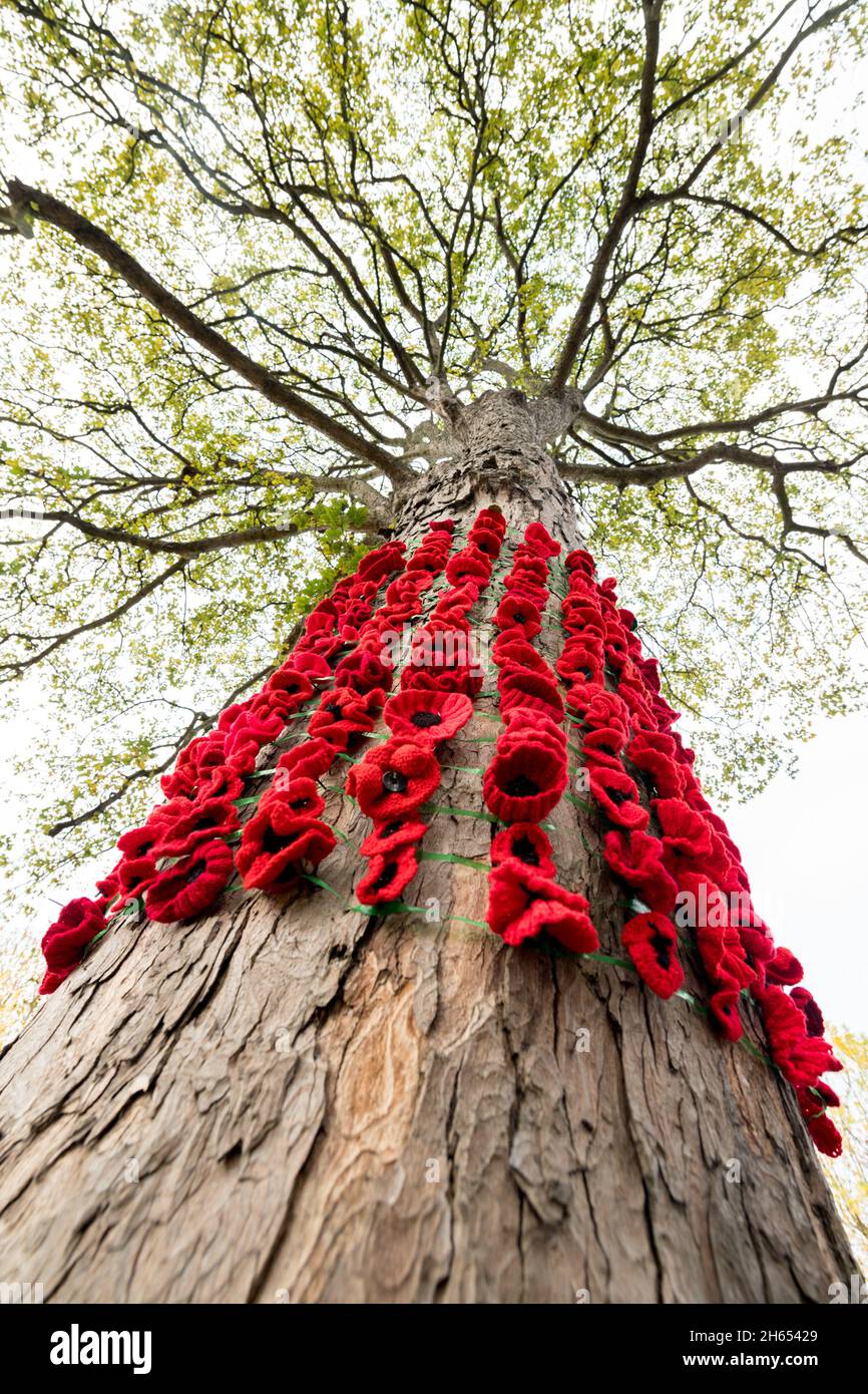 Market Warsop, Royaume-Uni.13 novembre 2021.Coquelicots rouges tricotés faits maison et taille de vie en bois peint en noir britannique 1er.Un soldat de la Guerre mondiale décorera la principale voie de procession à travers la ville de Market Warsop du Notinghamshire vers le mémorial de guerre de la ville qui aura lieu demain, dimanche 14 novembre, jour du souvenir.Crédit : Alan Keith Beastaall/Alay Live News Banque D'Images