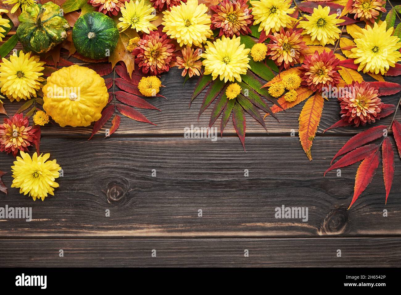 Arrière-plan de l'automne.Fleurs de chrysanthème colorées et citrouilles sur fond de bois foncé.Le concept de la moisson et de l'action de grâceFlat lay, espace de copie Banque D'Images