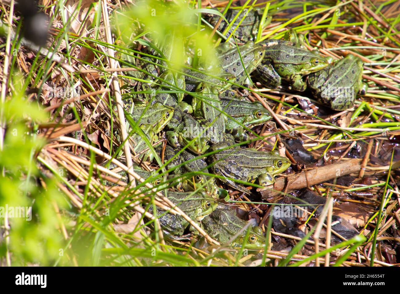 Bouquet de grenouilles assis dans l'herbe près d'un étang, également appelé Pélophylax ou wasserfrosch Banque D'Images