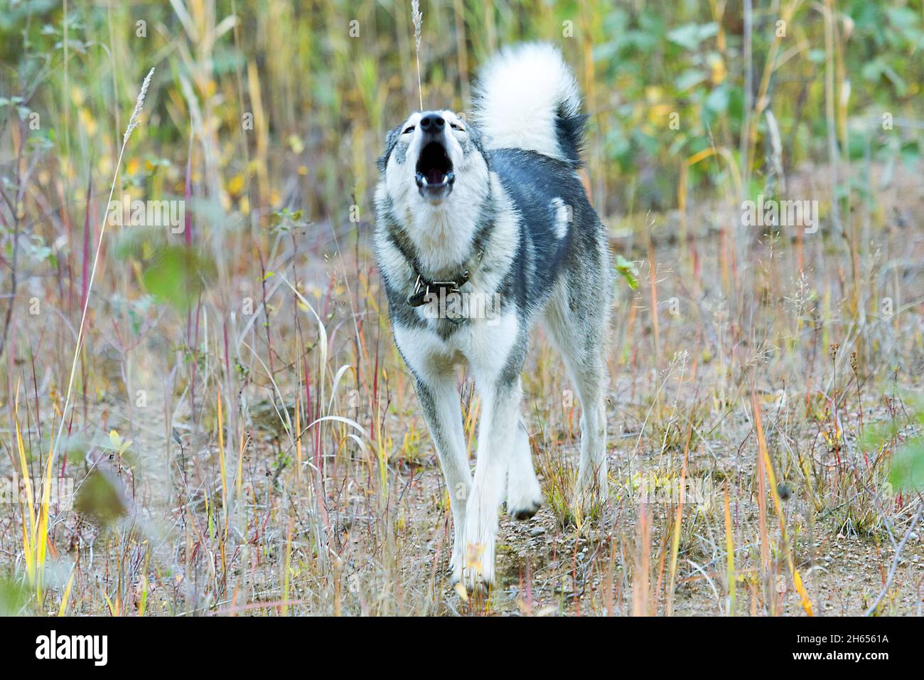 Laika de Sibérie occidentale (Canis familiaris domesticus borealis, a le sang de Nenets laika) chasse universelle laika en Russie, principalement pour la chasse à la fourrure-barbu Banque D'Images