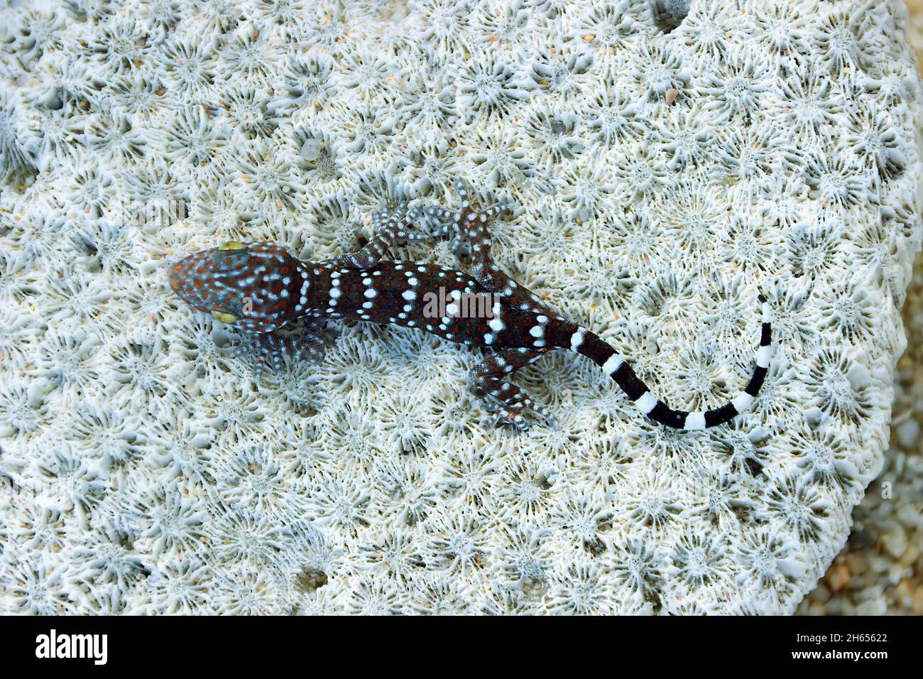 Toki Gecko (Gekko gecko) de couleur grise sur le rocher de Thaïlande.Gros plan, la méthode de la respiration abdominale est clairement visible, l'adaptation change la couleur de la peau Banque D'Images