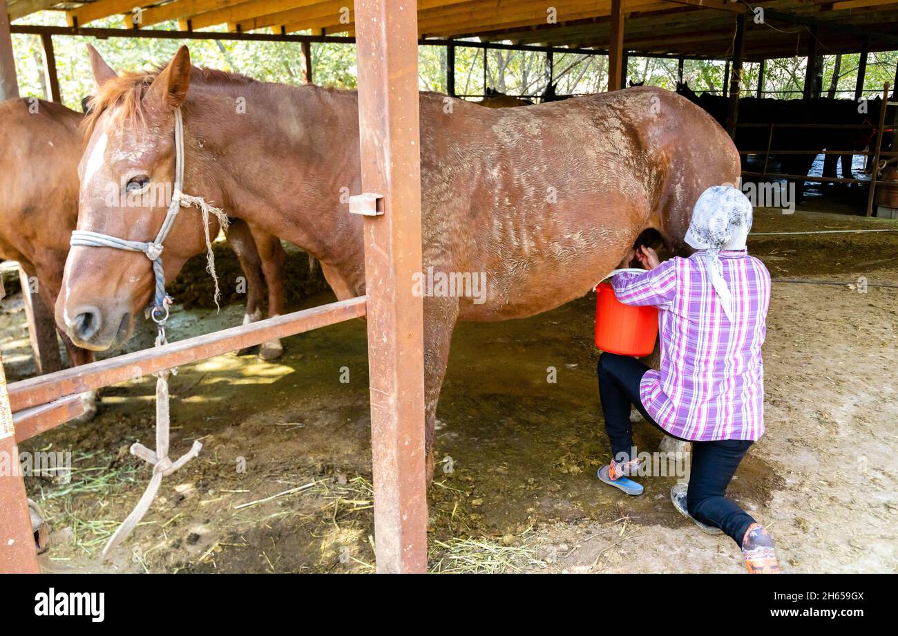 Une femme, laiteuse, qui traite une jument, un cheval, écurant le lait dans un seau dans la ferme extérieure, près d'Almaty, Kazakhstan, Asie centrale Banque D'Images