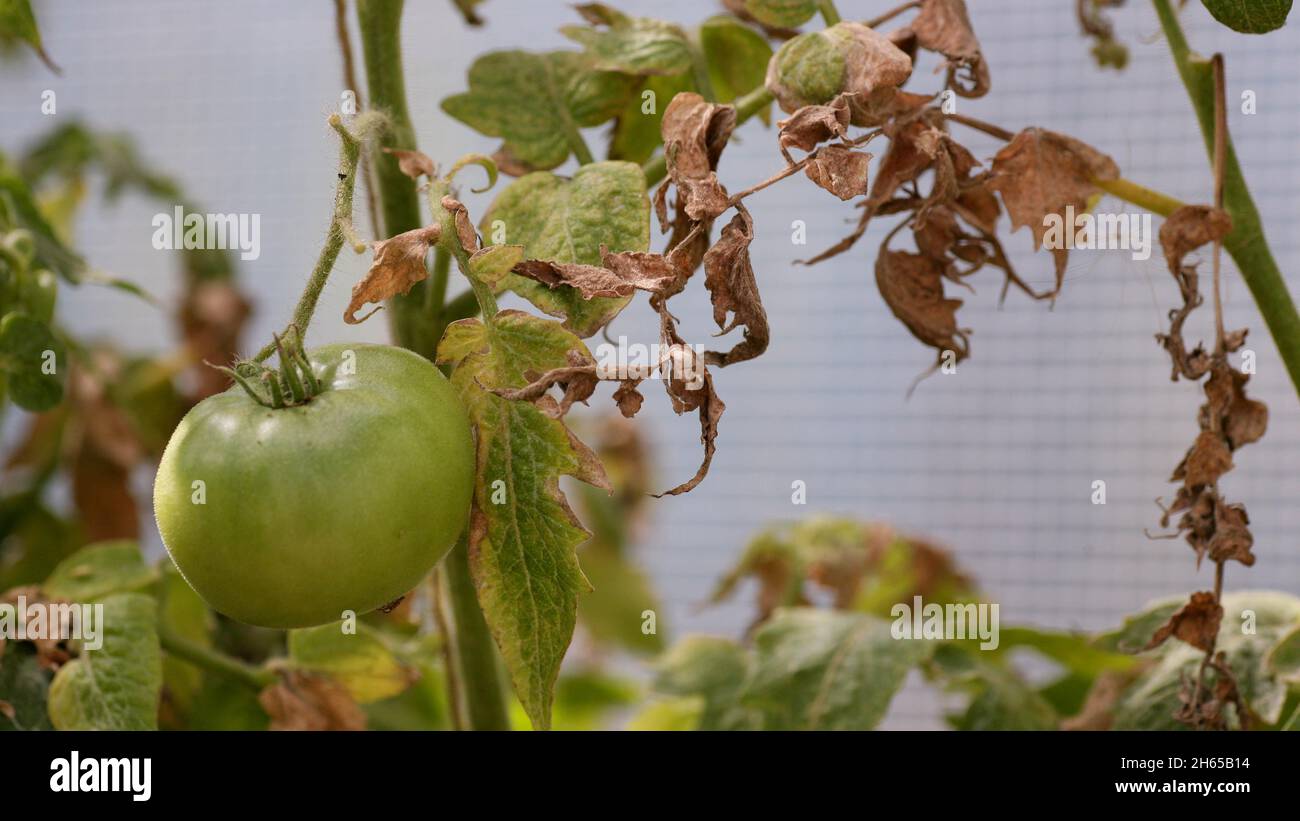 Maladies fongiques dangereuses des tomates, qui affecte les représentants de la nuit, surtout les pommes de terre.Cette maladie est causée par la position des organismes pathogènes entre les champignons et la tache grise des protozoaires Banque D'Images