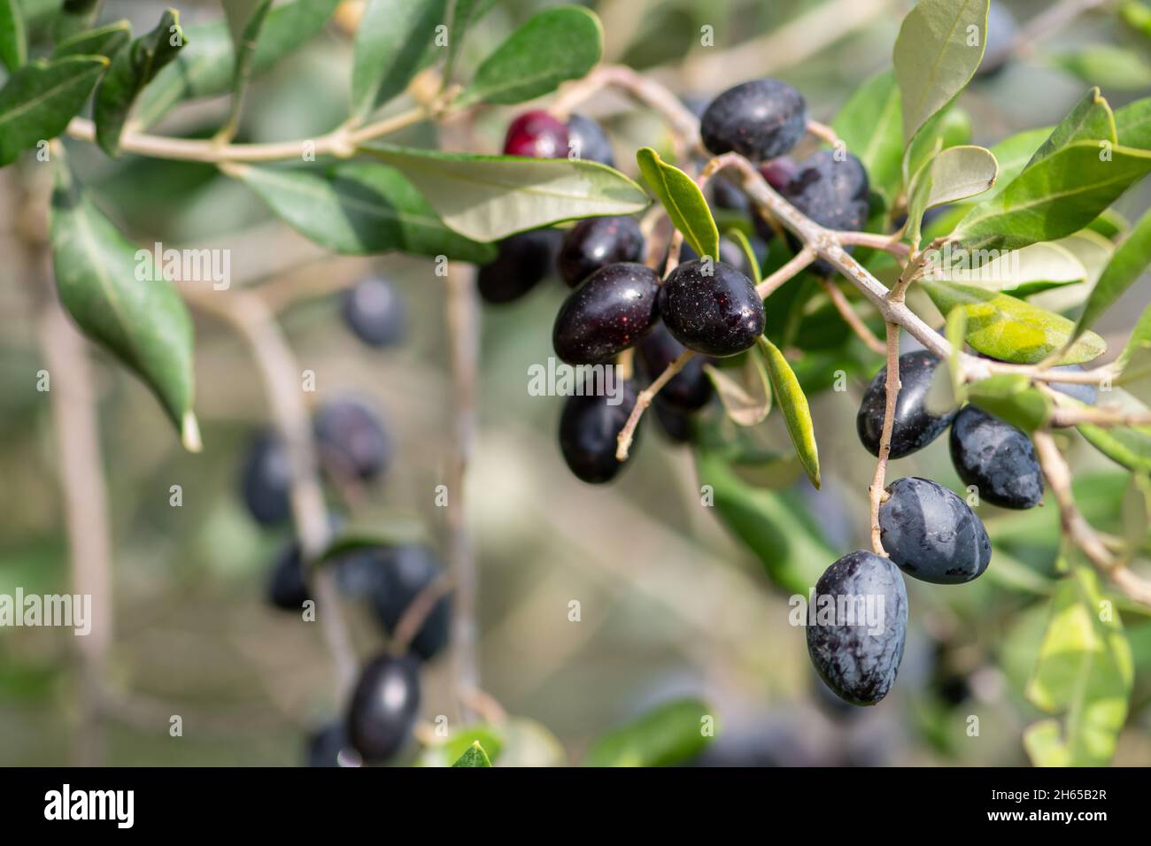 Olives mûres noires et vertes poussant sur la branche d'un olivier prêt à être ramassé, en gros plan Banque D'Images