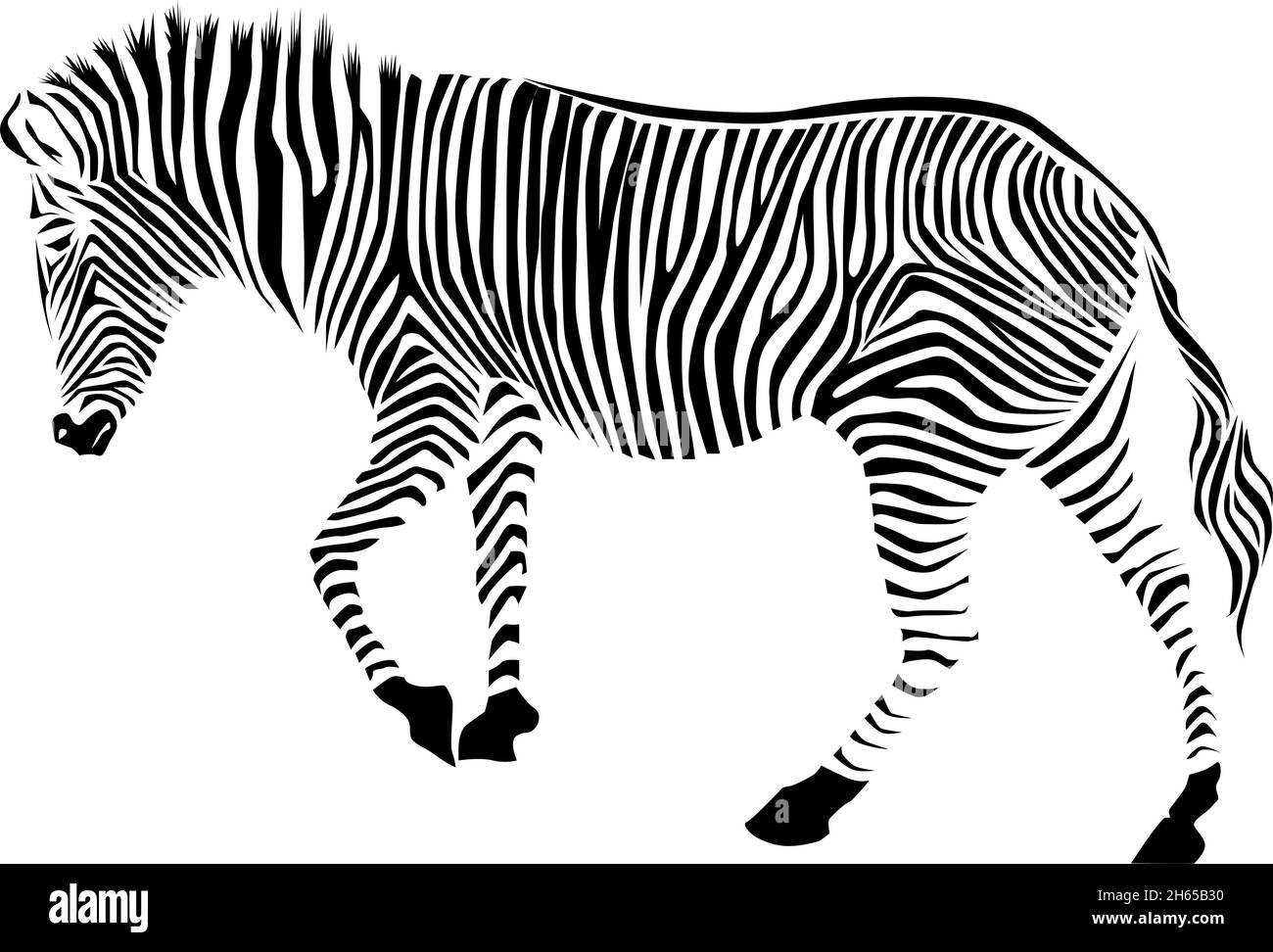 Zebra isolé sur fond blanc.Illustration du vecteur zébré. Motif zébré Illustration de Vecteur