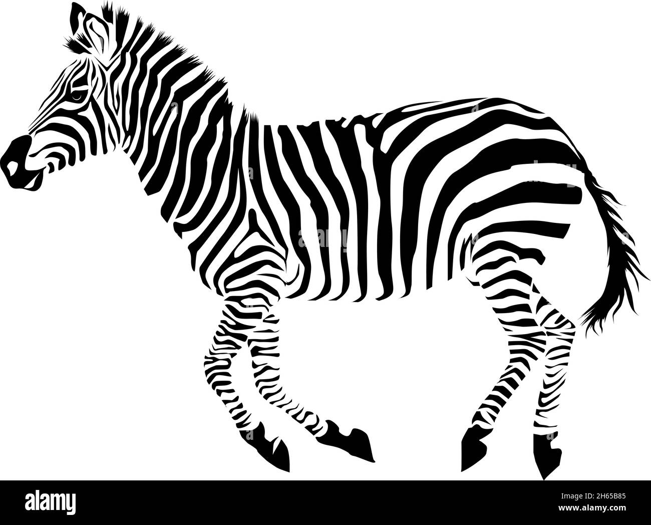 Zebra isolé sur fond blanc.Illustration du vecteur zébré. Motif zébré Illustration de Vecteur