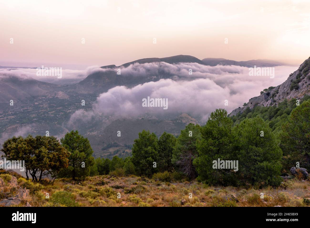 Forêt de conifères contre valles avec des nuages roses et chaîne de montagnes au lever du soleil, Sierra Nevada Mountains, Grenade, Espagne Banque D'Images