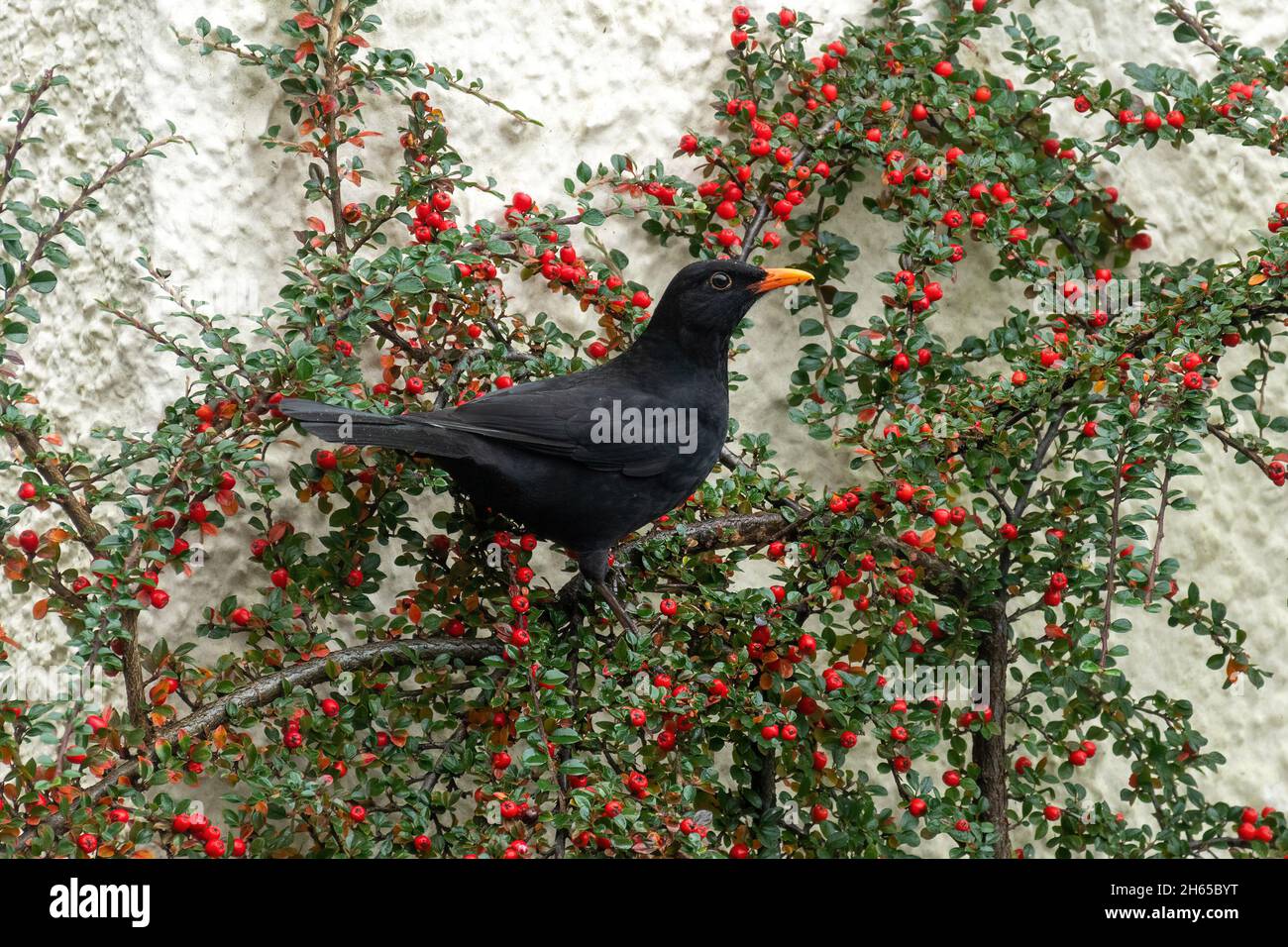 Blackbird (Turdus merula) se nourrissant de baies rouges de cotoneaster pendant l'automne, l'automne, novembre, Royaume-Uni Banque D'Images