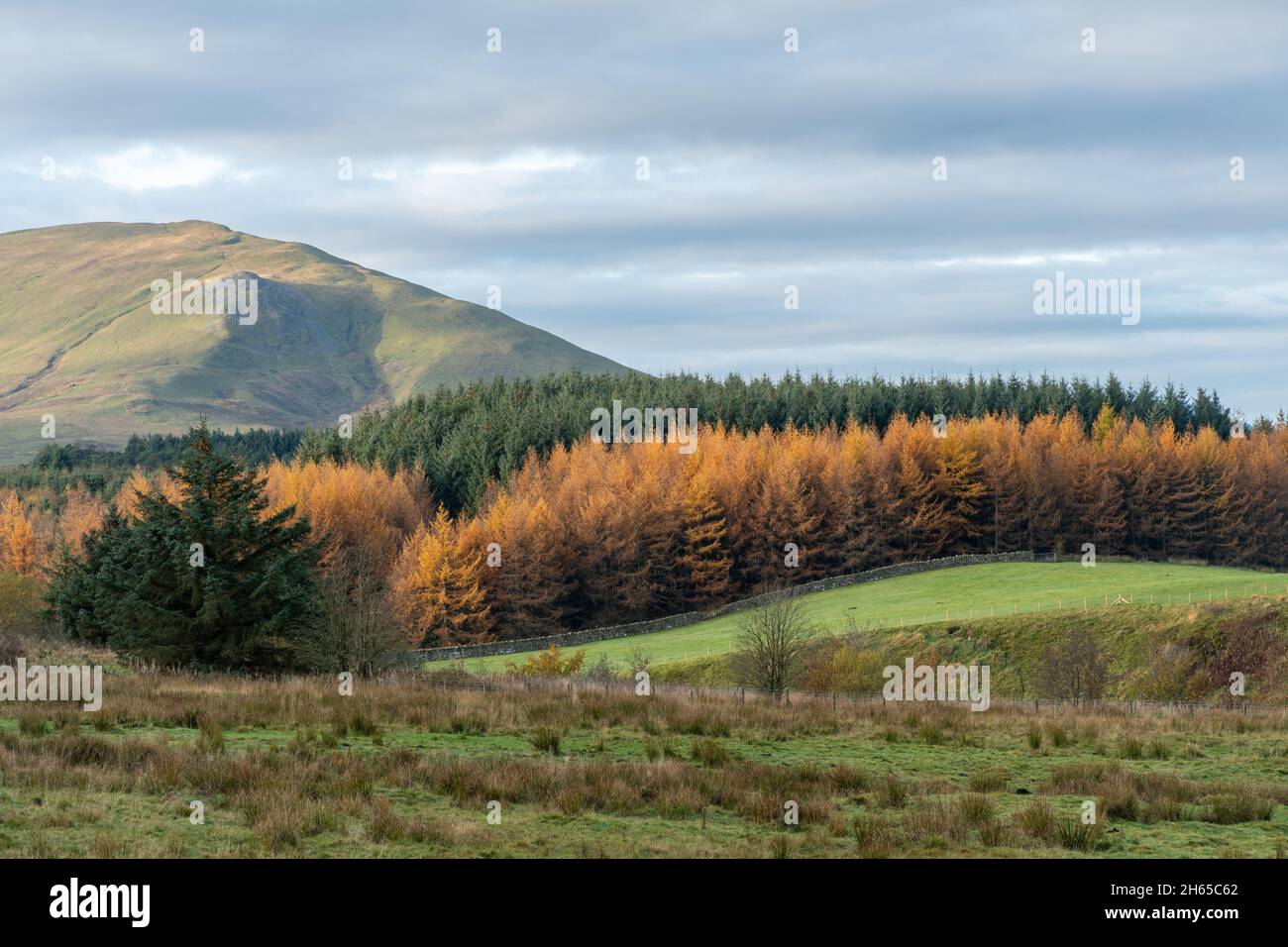 Vue d'automne de Matterdale à Cumbia, Angleterre, Royaume-Uni, pendant l'automne avec des rangées de conifères verts et de mélèze doré Banque D'Images