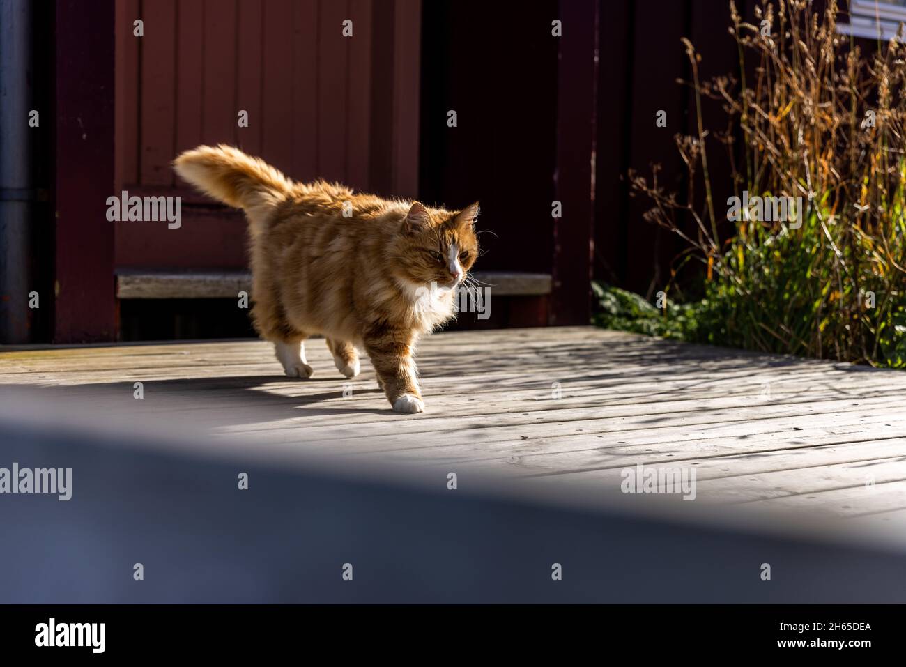 Orange chat marchant devant une porte rouge sur une plate-forme en bois à  l'extérieur Photo Stock - Alamy