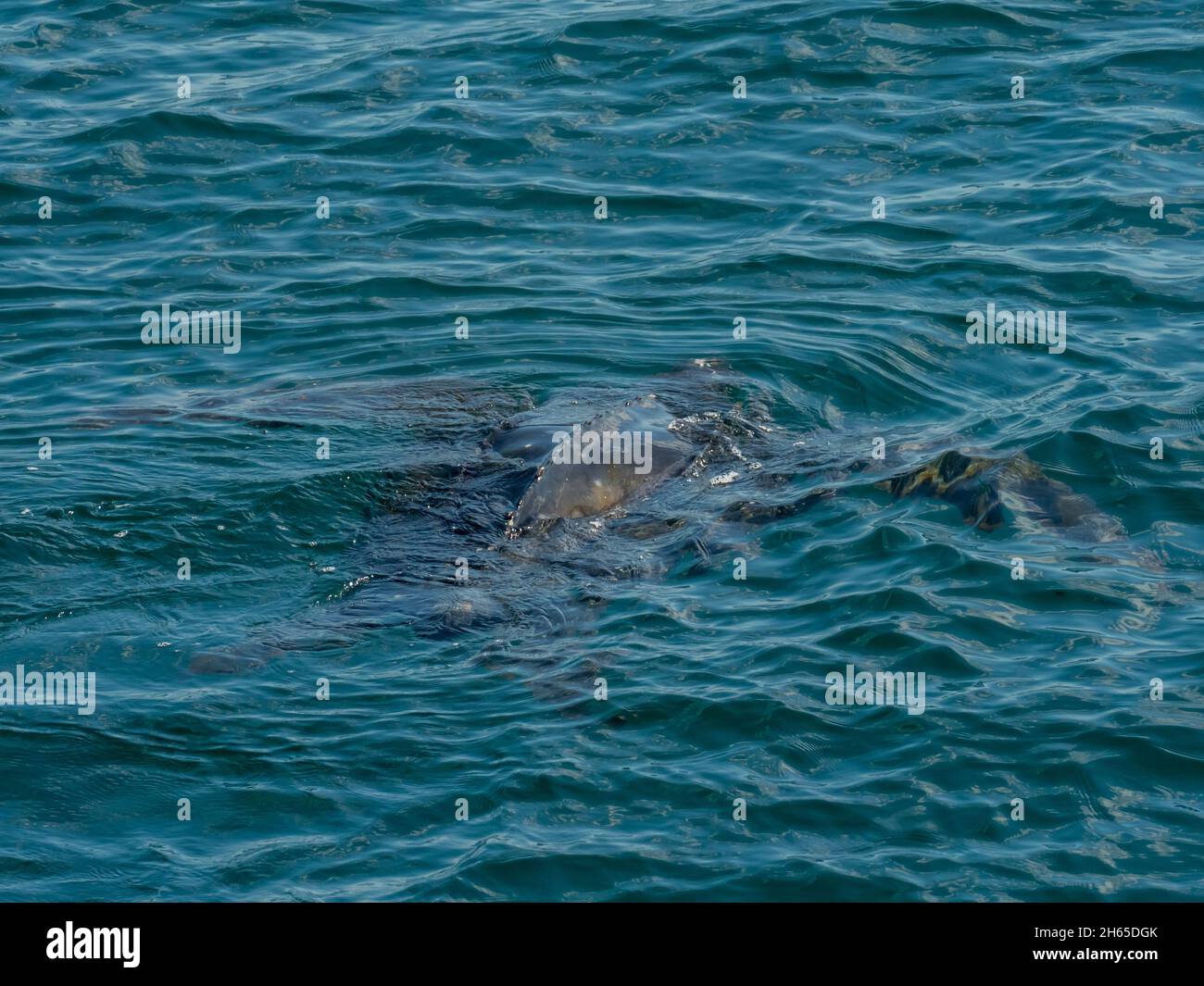 Tortue luth, Dermochelys coriacea, au large de la côte brésilienne dans l'océan Atlantique Banque D'Images