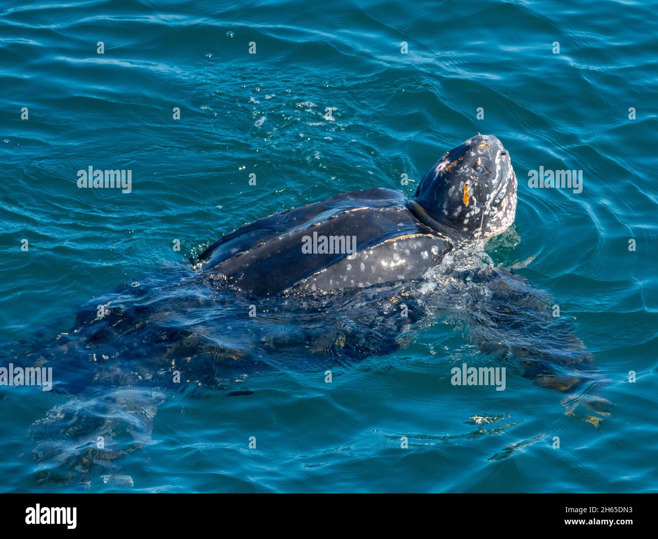 Tortue luth, Dermochelys coriacea, au large de la côte brésilienne dans l'océan Atlantique Banque D'Images
