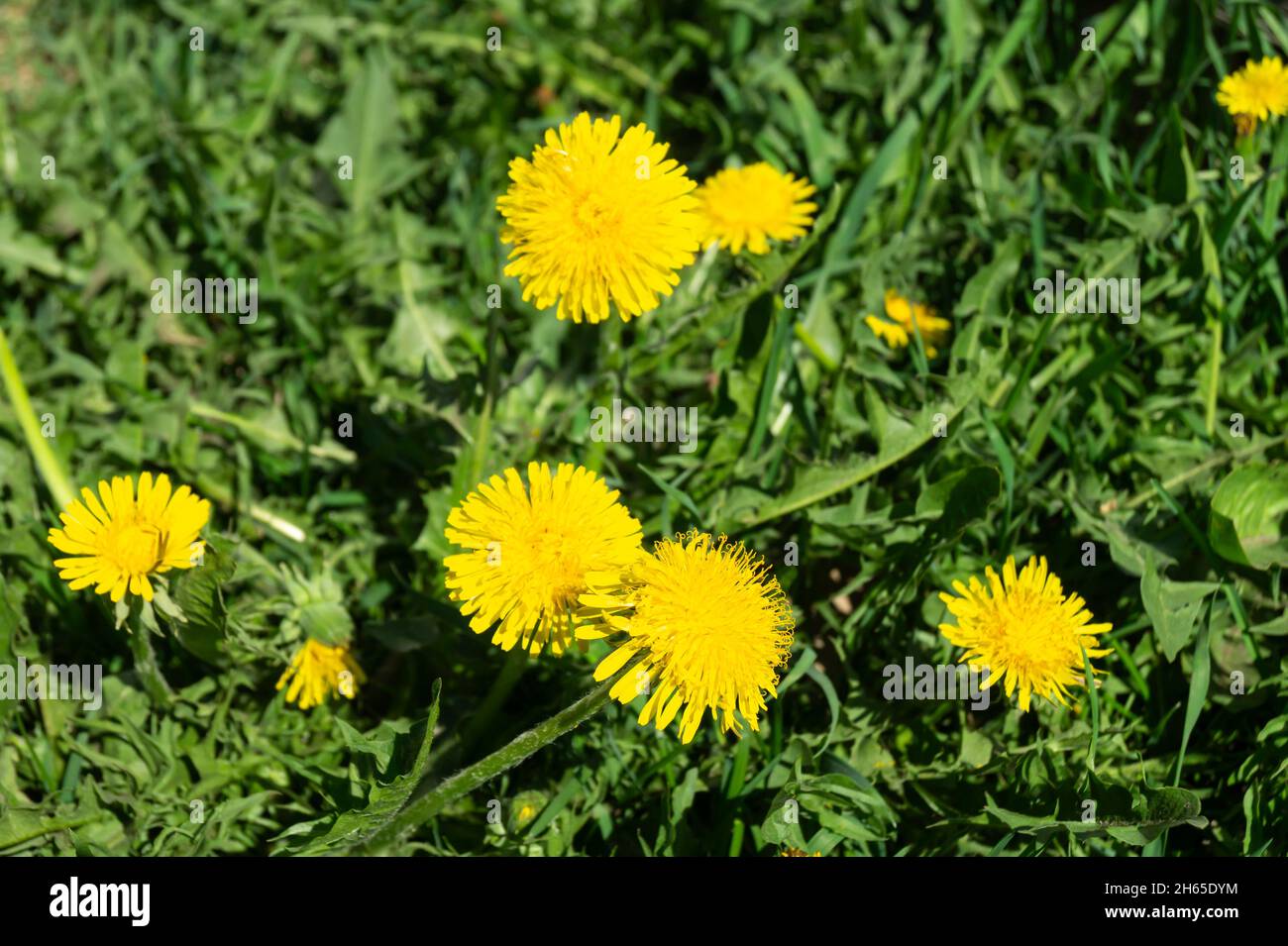 Fleur de printemps de la pissenlit avec pétale d'orange sur fond de l'herbe verte Banque D'Images