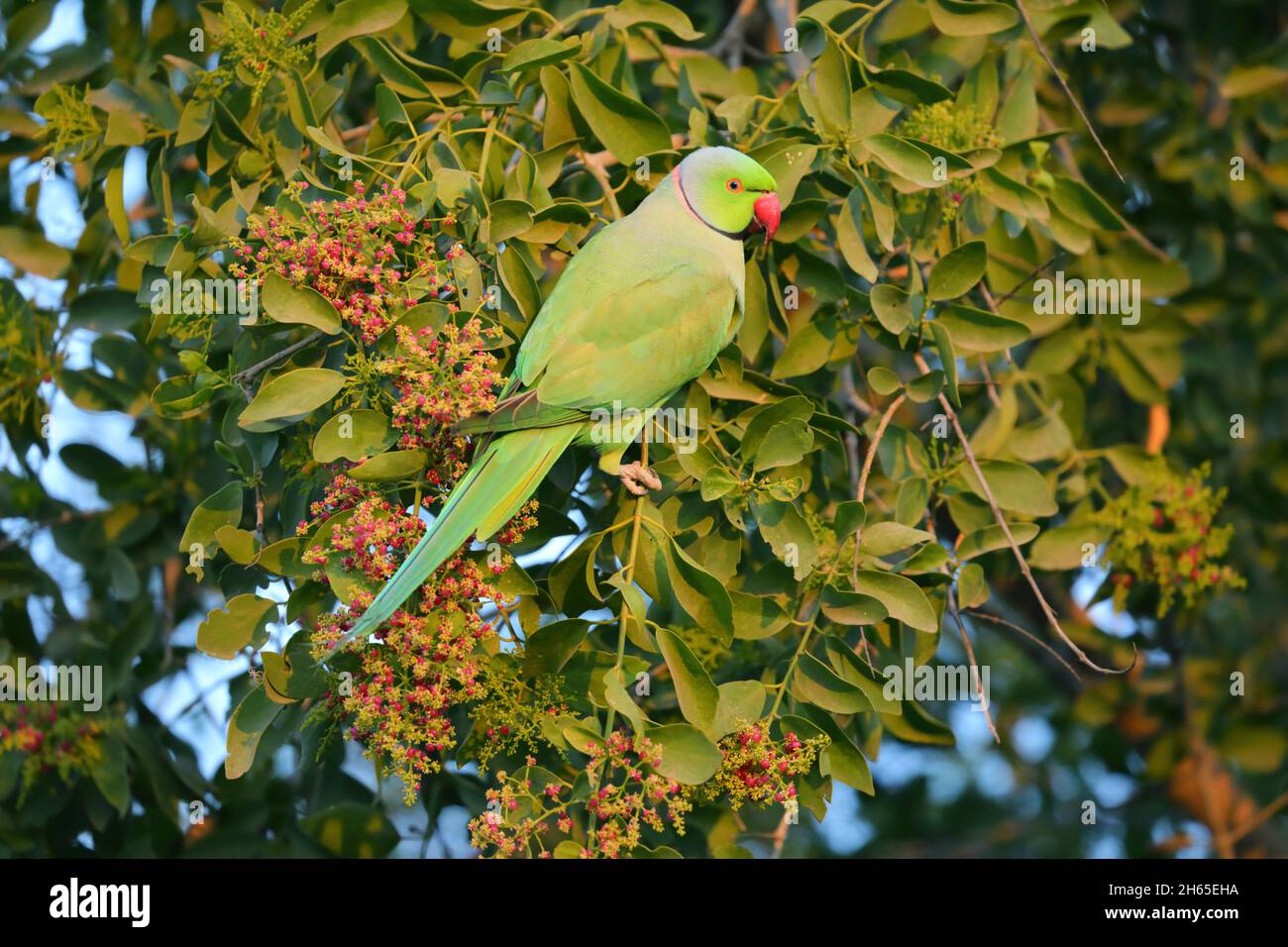 Un mâle Parakeet à roseres ou à col annulaire (Psittacula krameri) se nourrissant d'un arbre fruitier en Inde Banque D'Images