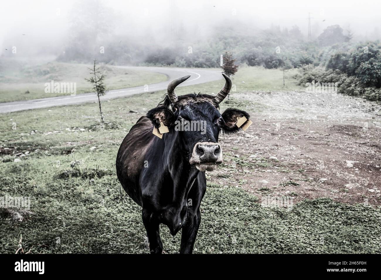 La vache regarde dans la caméra debout dans le brouillard Banque D'Images