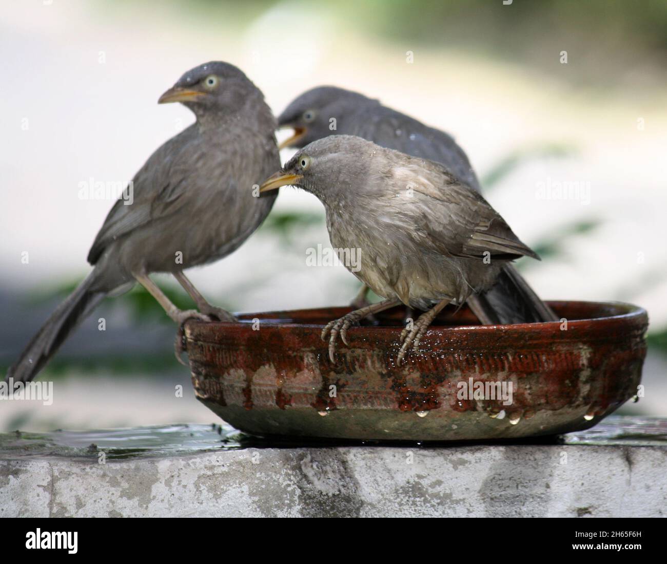 Les Babblers de la jungle (Argya striata) pendant et après leur bain : (pix SShukla) Banque D'Images