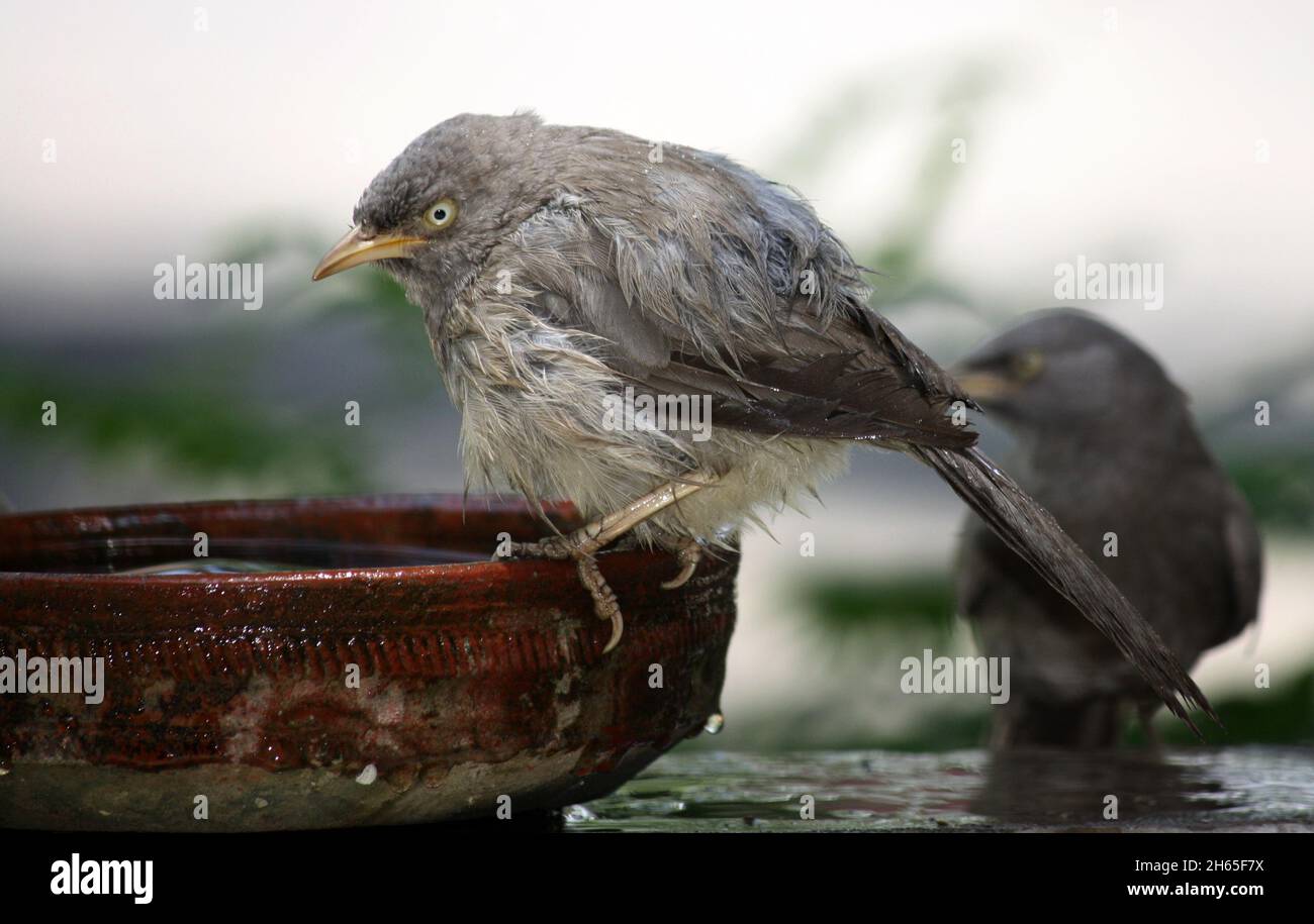 Les Babblers de la jungle (Argya striata) pendant et après leur bain : (pix SShukla) Banque D'Images