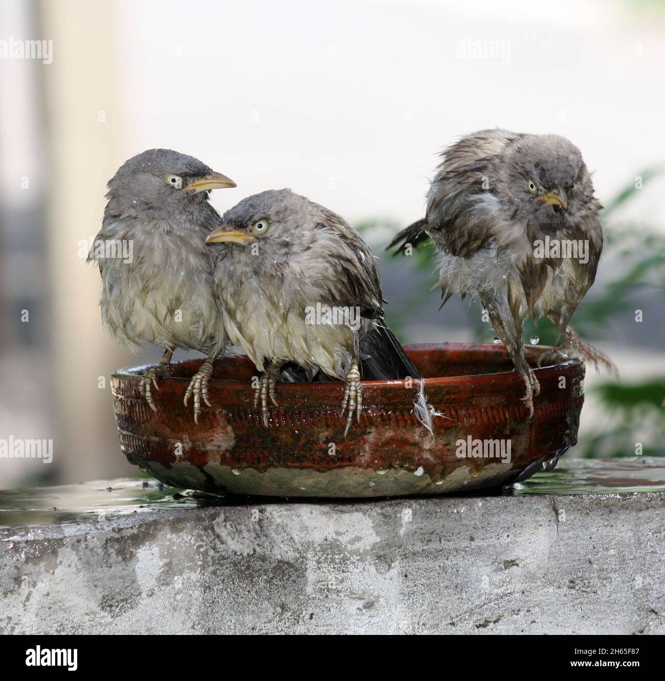 Les Babblers de la jungle (Argya striata) pendant et après leur bain : (pix SShukla) Banque D'Images