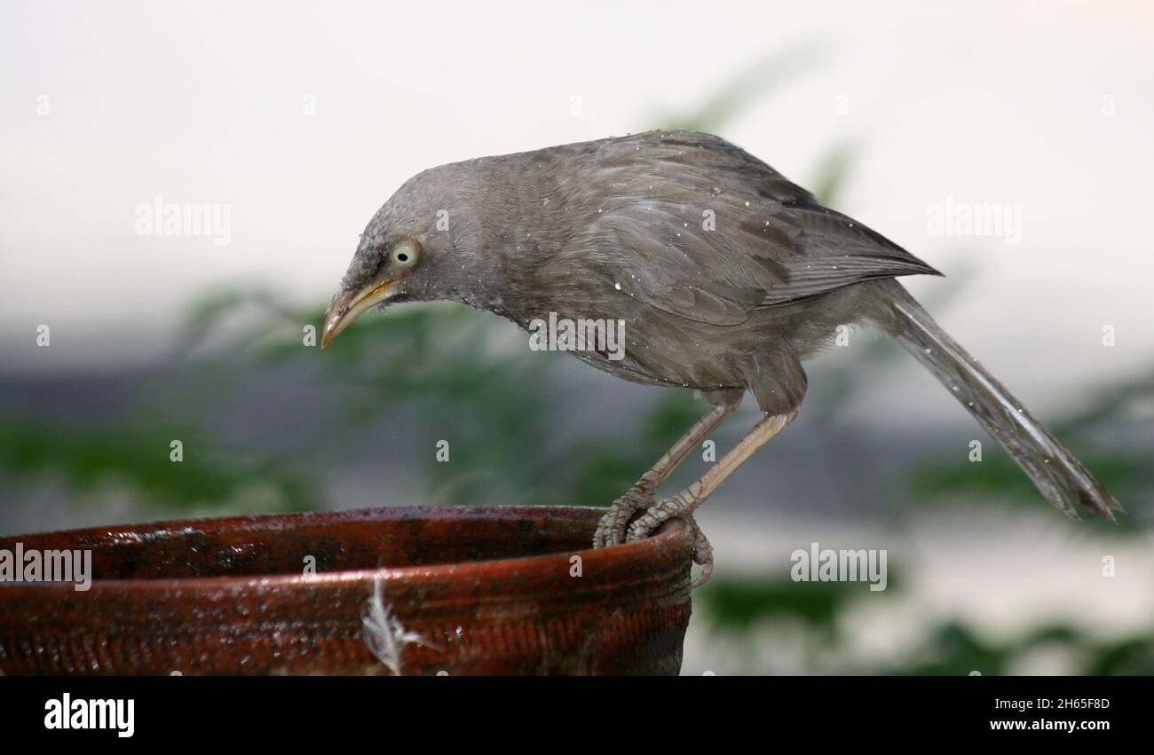 Les Babblers de la jungle (Argya striata) pendant et après leur bain : (pix SShukla) Banque D'Images