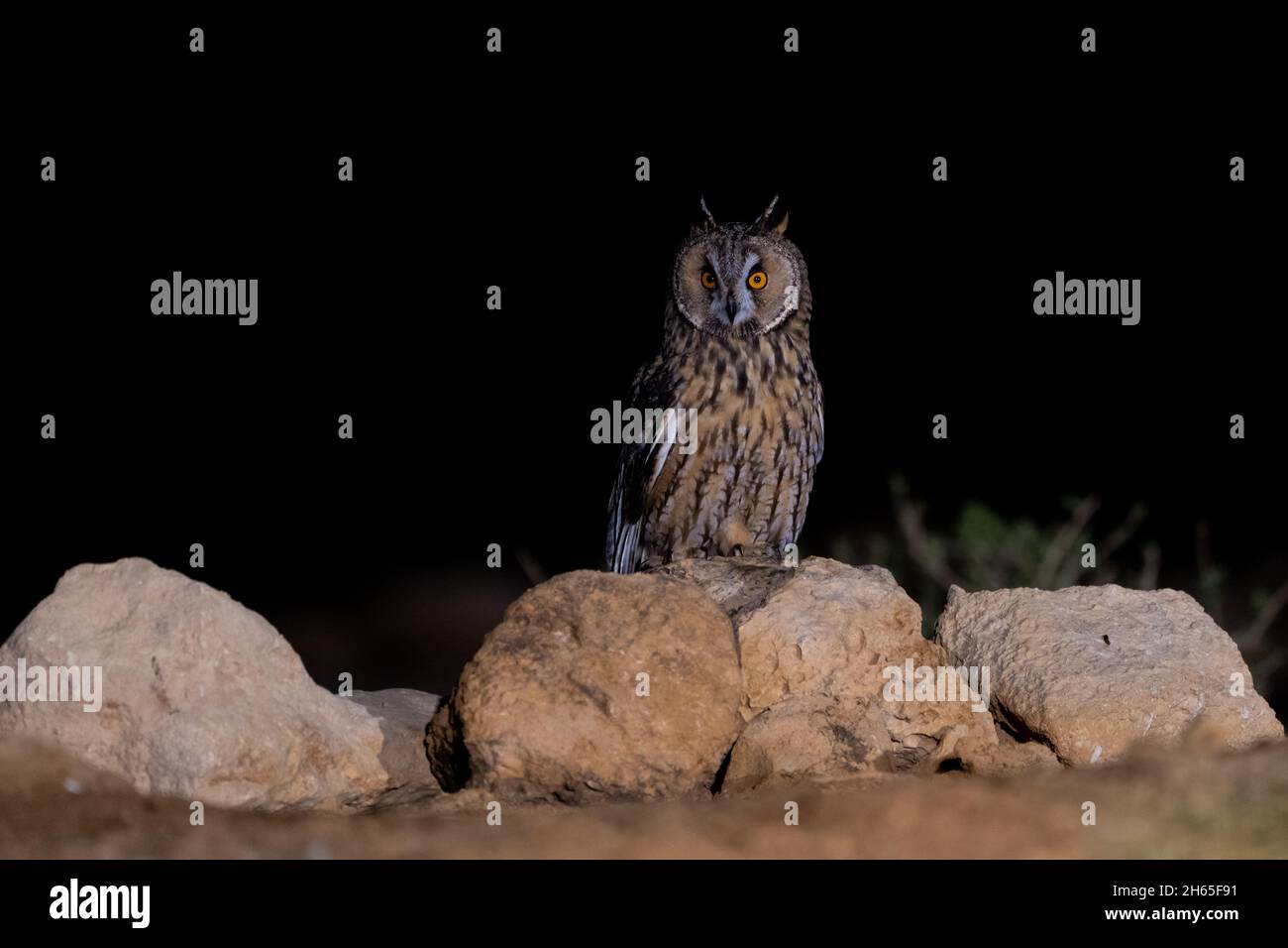 Long - hibou élevé (ASIO otus) la nuit perching sur le rocher Banque D'Images