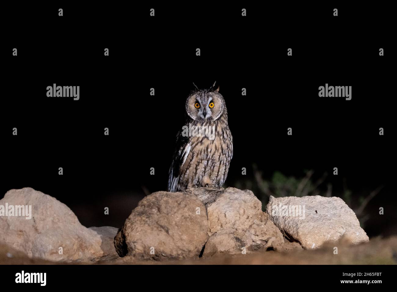 Long - hibou élevé (ASIO otus) la nuit perching sur le rocher Banque D'Images