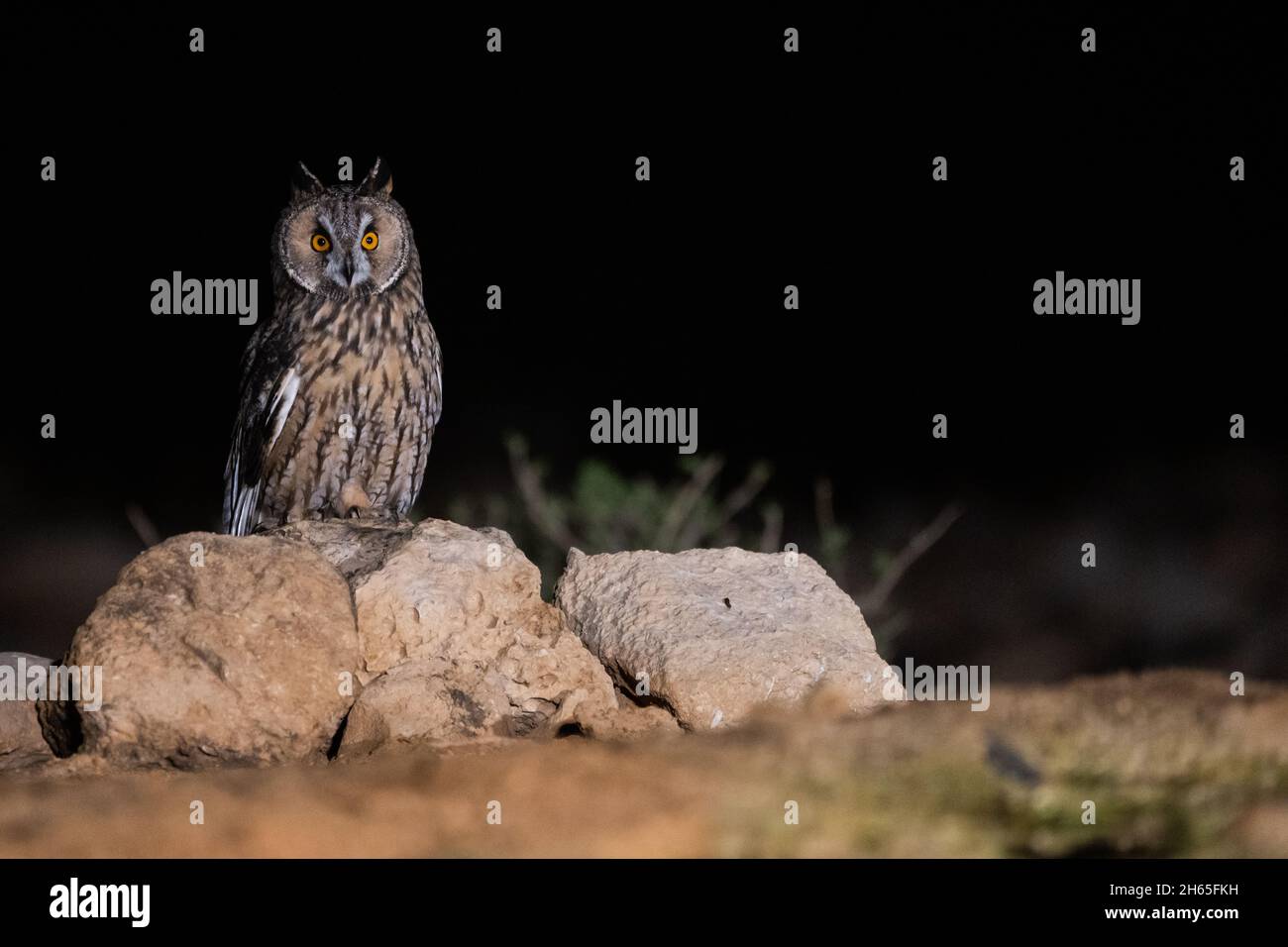 Long - hibou élevé (ASIO otus) la nuit perching sur le rocher Banque D'Images