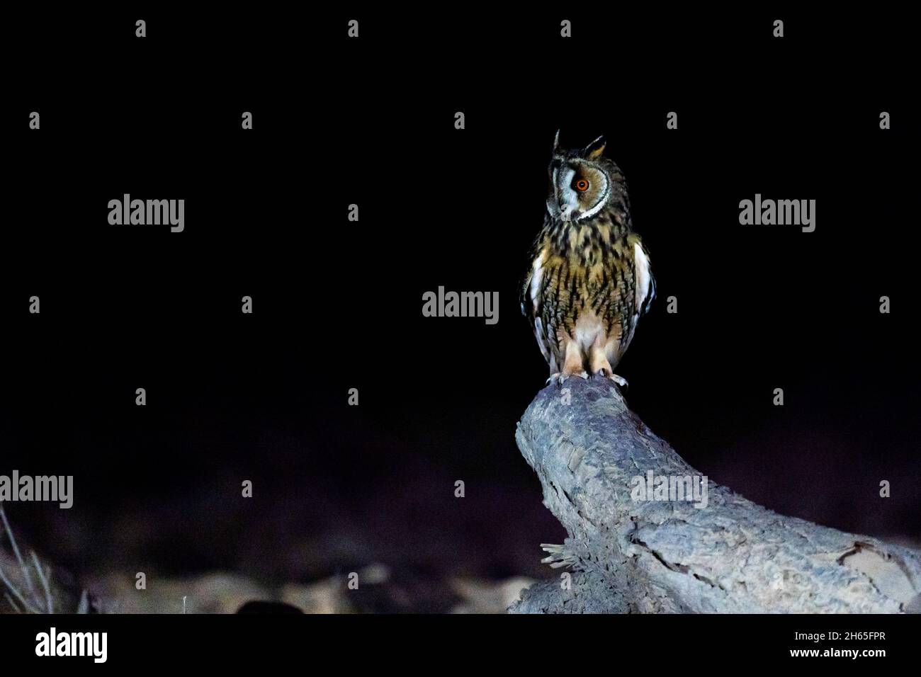 Long - hibou élevé (ASIO otus) perching et regardant la nuit Banque D'Images
