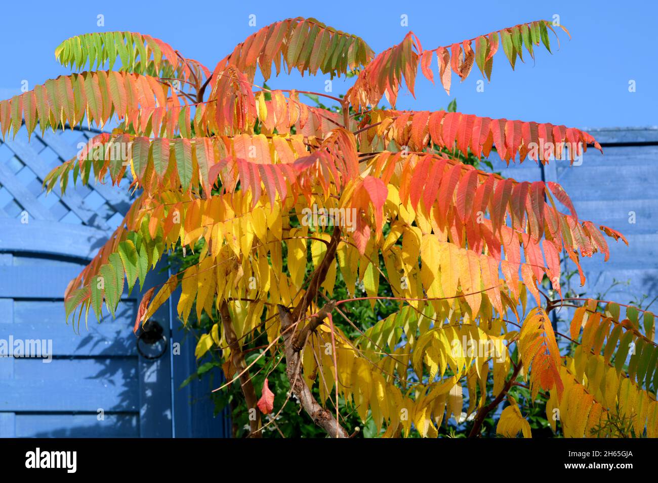 L'arbre du ciel part en automne avec des couleurs orange rouge et jaune contre un ciel bleu et une clôture peinte Banque D'Images