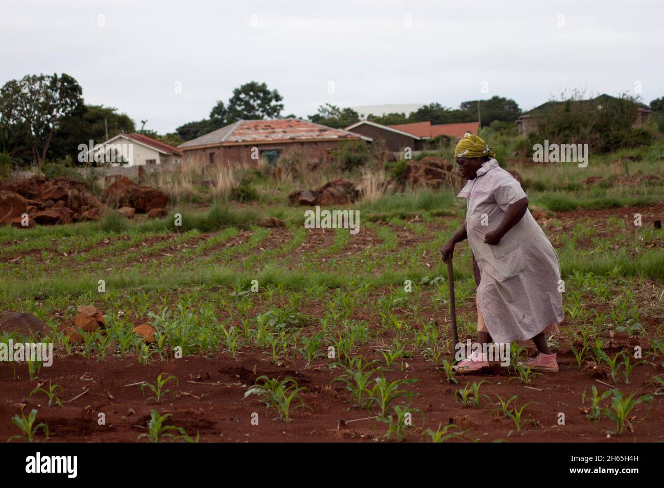 Gogo Jimu travaille sur un terrain à New Marlborough, Harare.L'agriculture urbaine est aujourd'hui courante dans et autour de la ville, où les terres vacantes sont transformées en terres agricoles pour cultiver principalement, le maïs, qui est la nourriture de base.Zimbabwe. Banque D'Images