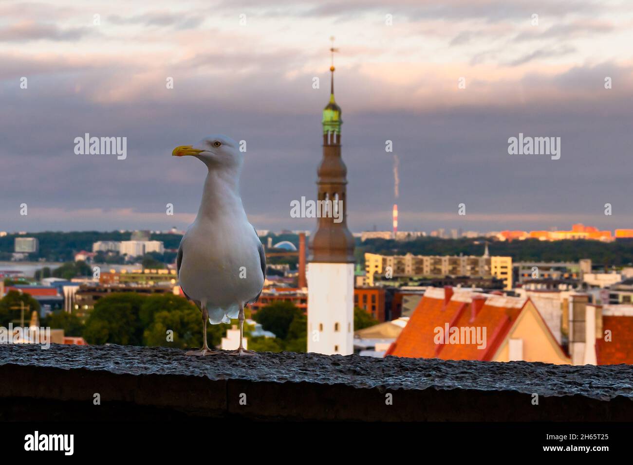 Tallinn la capitale de l'Estonie dans la soirée Banque D'Images