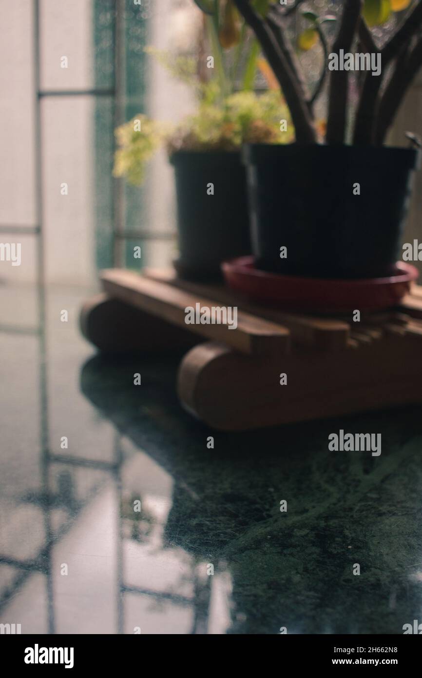 Fougères plantent sur une table en marbre vert pendant une journée de pluie Banque D'Images