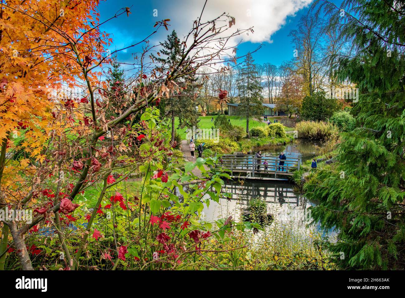 Longridge, Preston, Lancashire, Royaume-Uni.13 novembre 2021.La dernière des couleurs d'automne dans les jardins japonais d'Avenham Park, Preston, Lancashire, Royaume-Uni.Crédit : John Eveson/Alamy Live News Banque D'Images