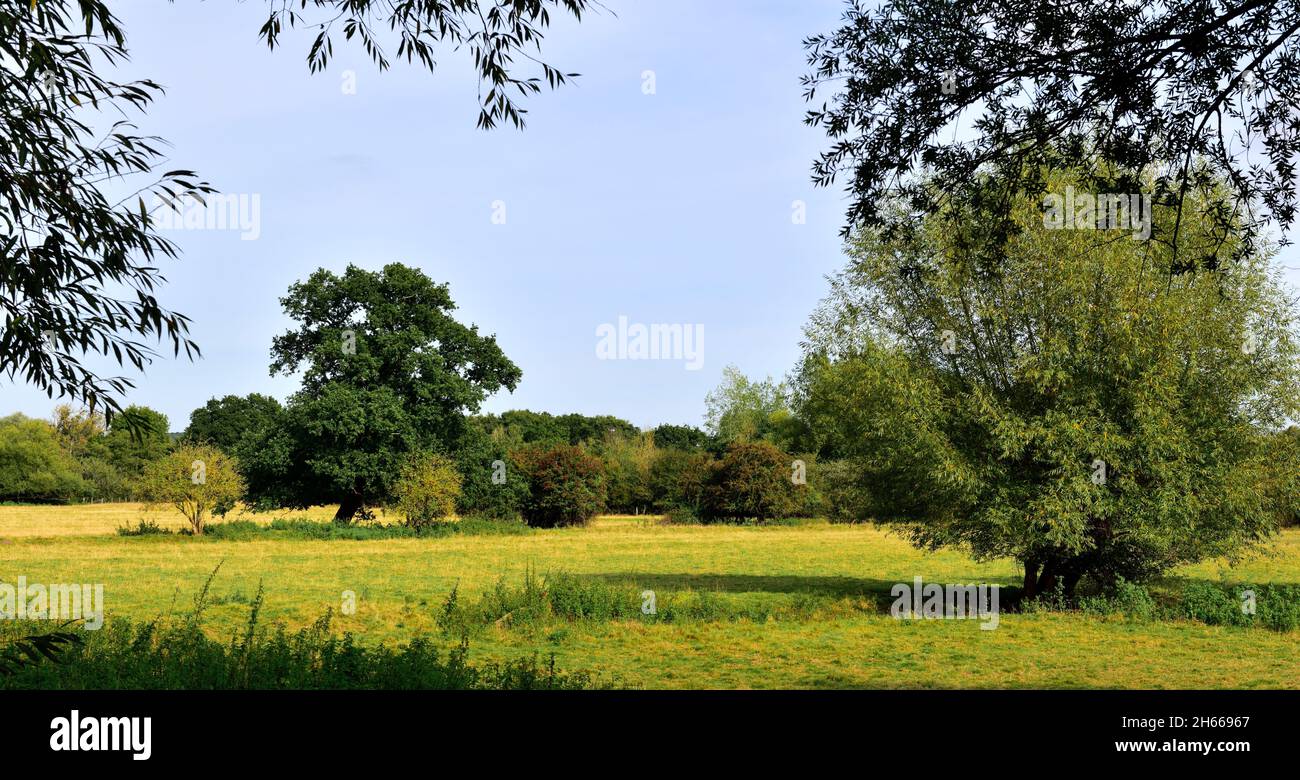 Champs de campagne du Warwickshire avec arbres, près de Henley-in-Arden, Royaume-Uni Banque D'Images
