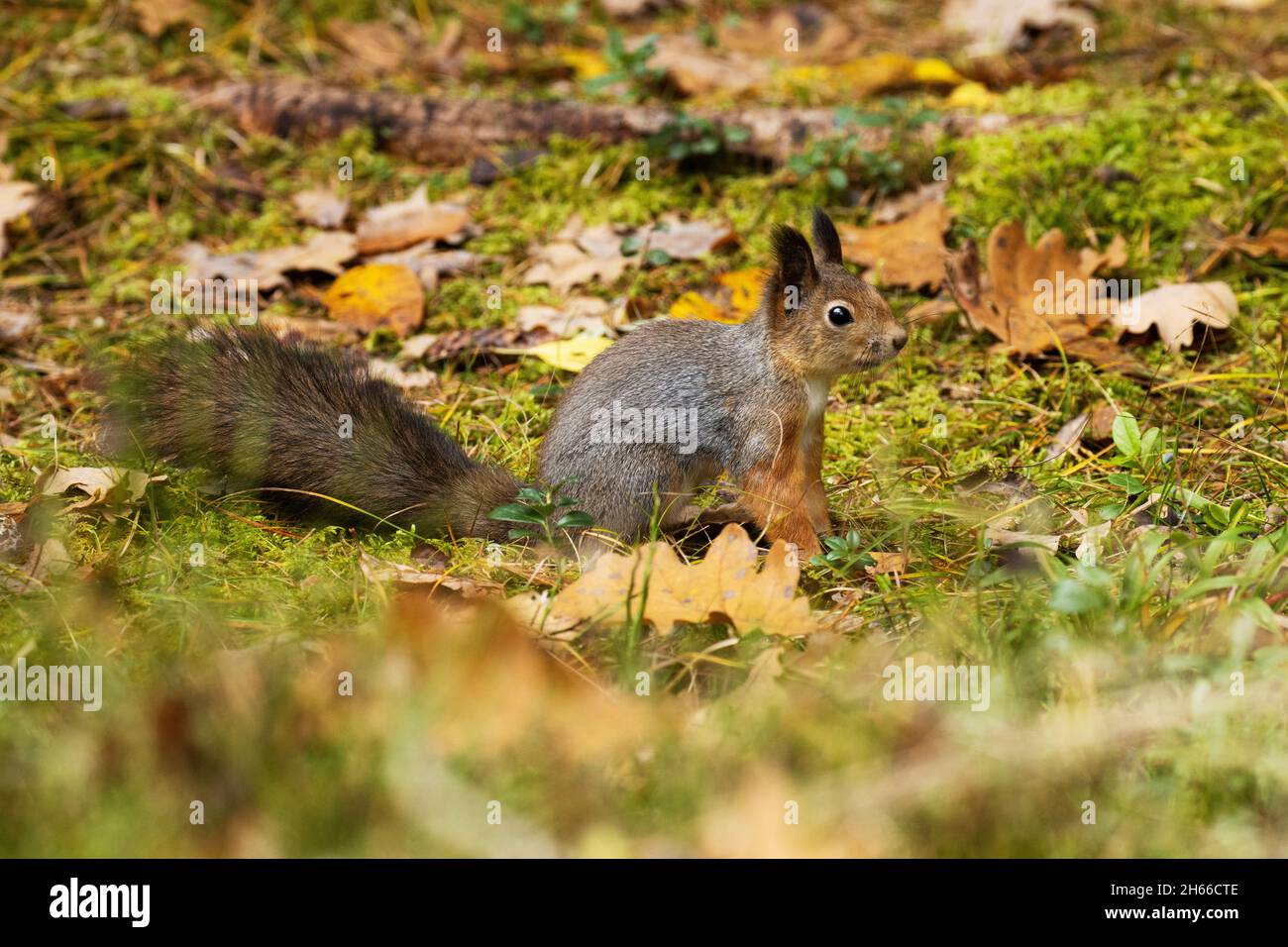 L'écureuil rouge eurasien, Sciurus vulgaris s'arrête sur le sol recouvert de feuilles dans la forêt boréale estonienne. Banque D'Images