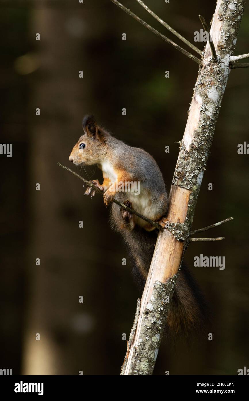 Le Sciurus vulgaris, écureuil rouge eurasien actif, s'arrête sur un arbre de l'épinette dans la forêt boréale estonienne. Banque D'Images