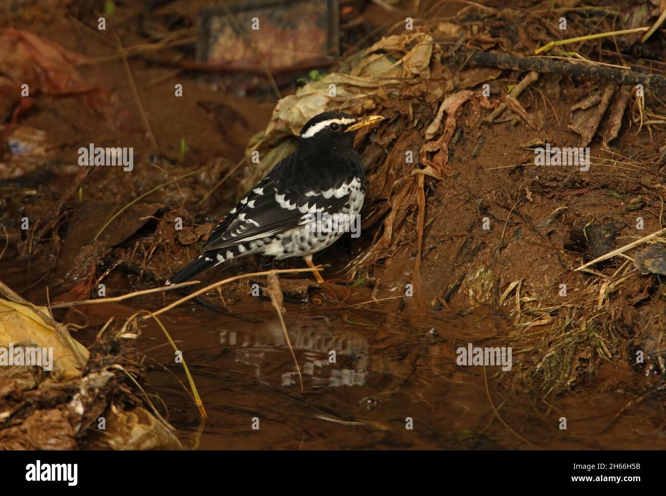 Pied Grush (Geokichla wardii) adulte mâle se nourrissant des ordures dans le ruisseau Victoria Park, Nuwara Eliya, Sri LankaDécembre Banque D'Images