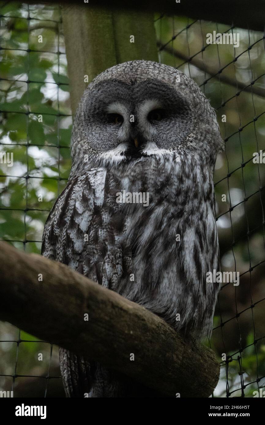 Hibou Tawny perché sur la branche derrière une clôture en maille en captivité Banque D'Images