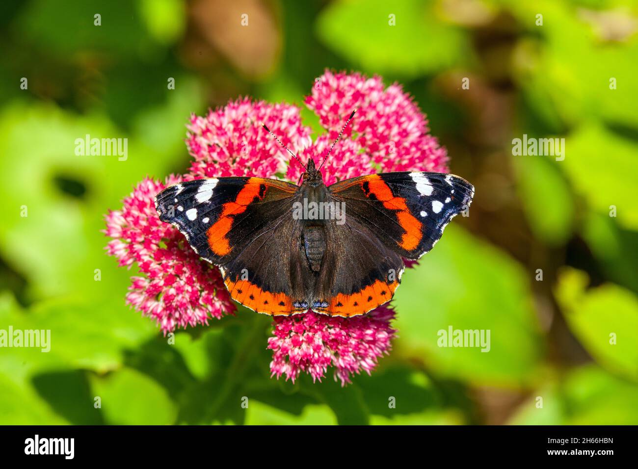 Papillon de l'amiral rouge Vanessa atalanta sur la tête de fleur de Sedum Spectabile dans un jardin de chalet anglais à l'automne, en Angleterre Banque D'Images
