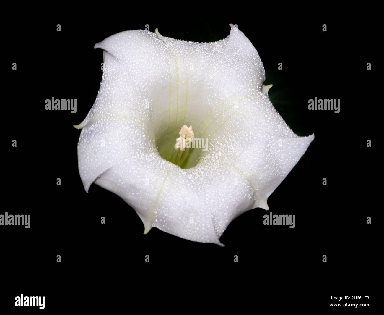 Fleur de lune Banque de photographies et d'images à haute résolution - Alamy