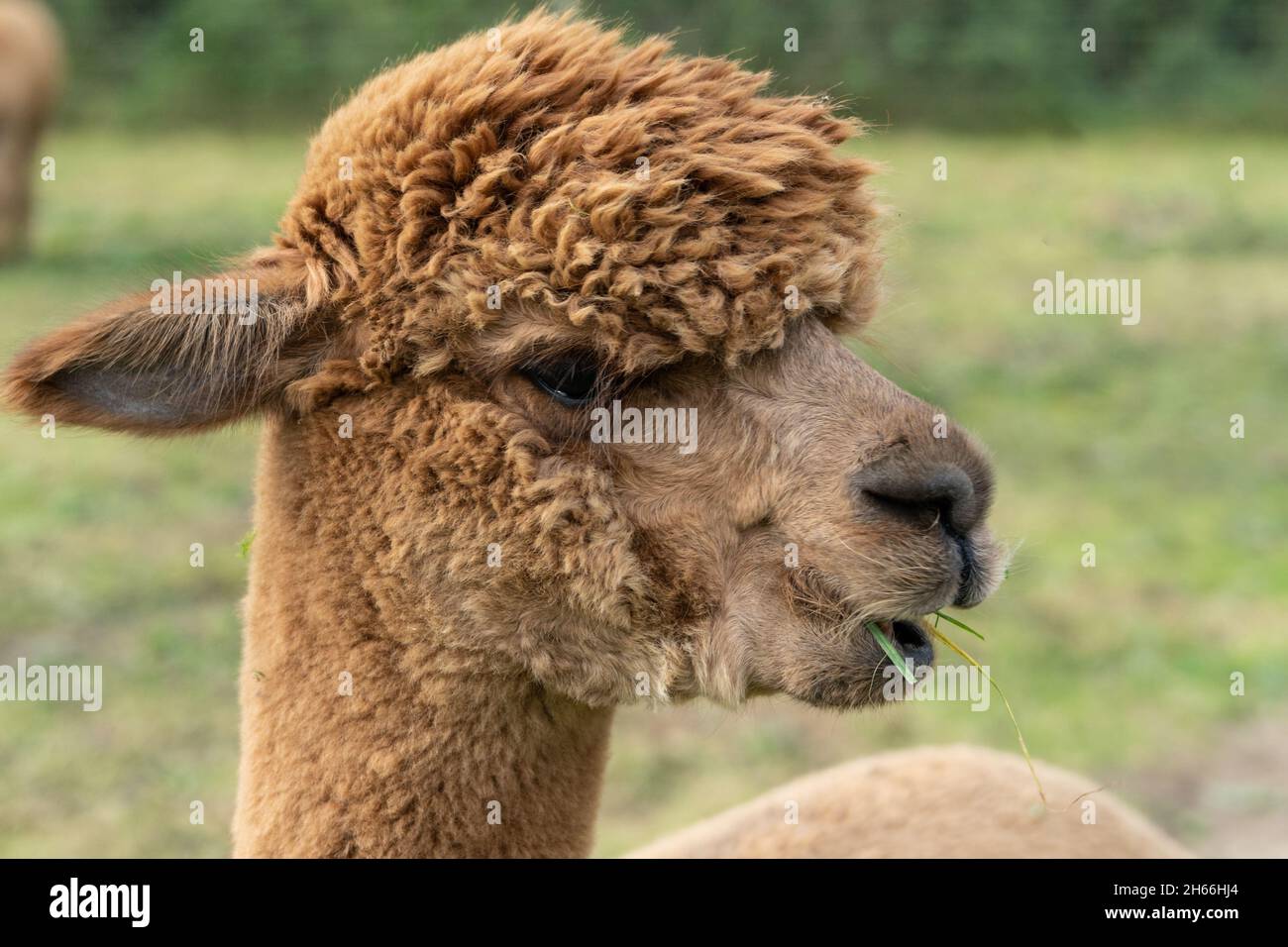 Un lama brun (lama glama), gros plan de sa tête Banque D'Images