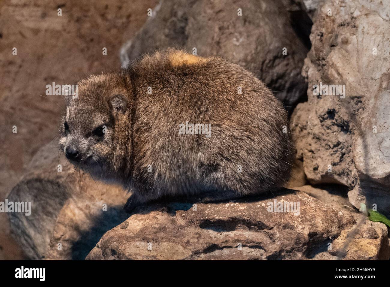 Hyrax brun reposant sur un affleurement rocheux dans un habitat naturel Banque D'Images