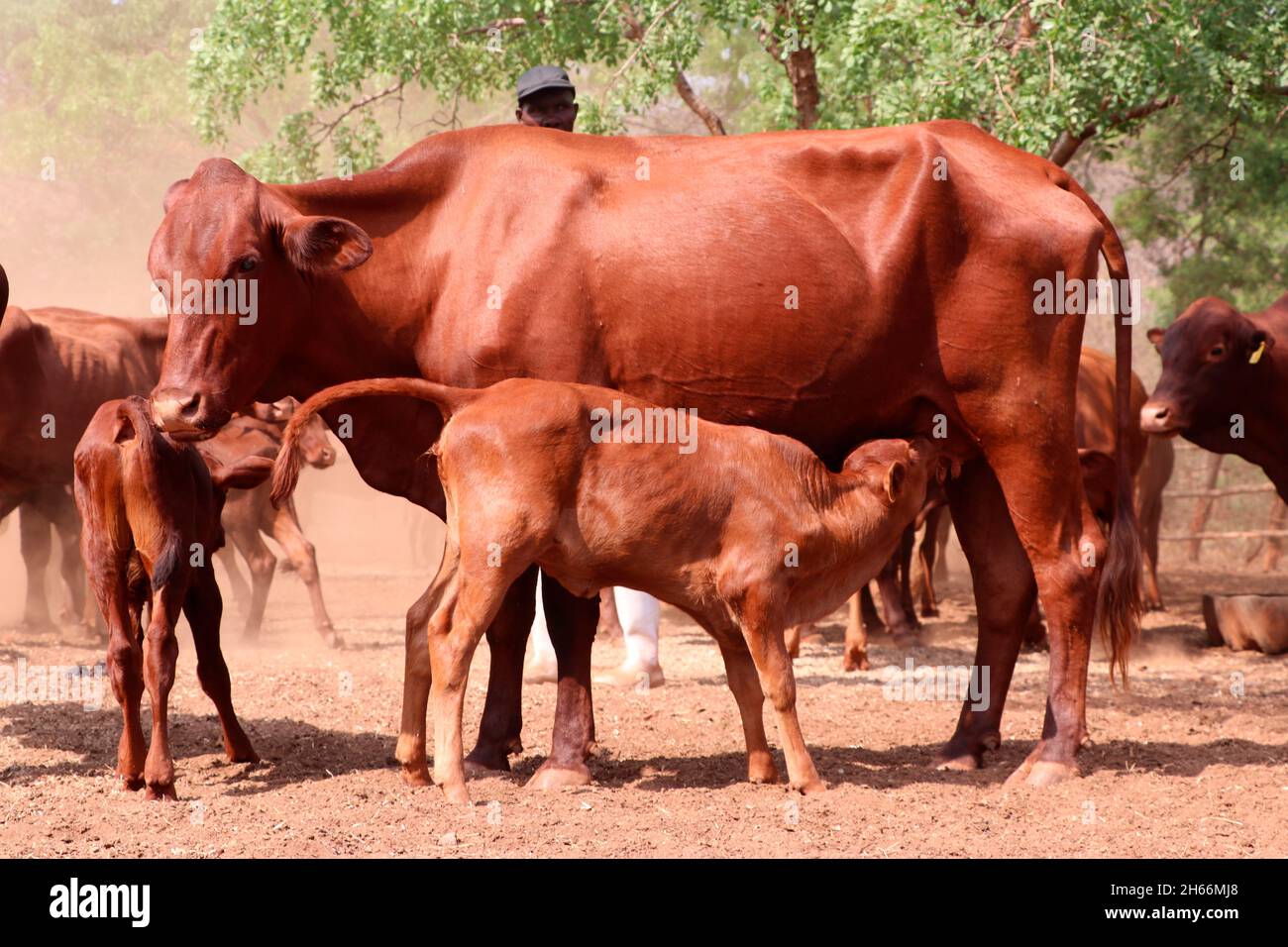 On voit un veau sucer dans le champ de Bindura, dans le centre du Mashonaland, au Zimbabwe. Banque D'Images