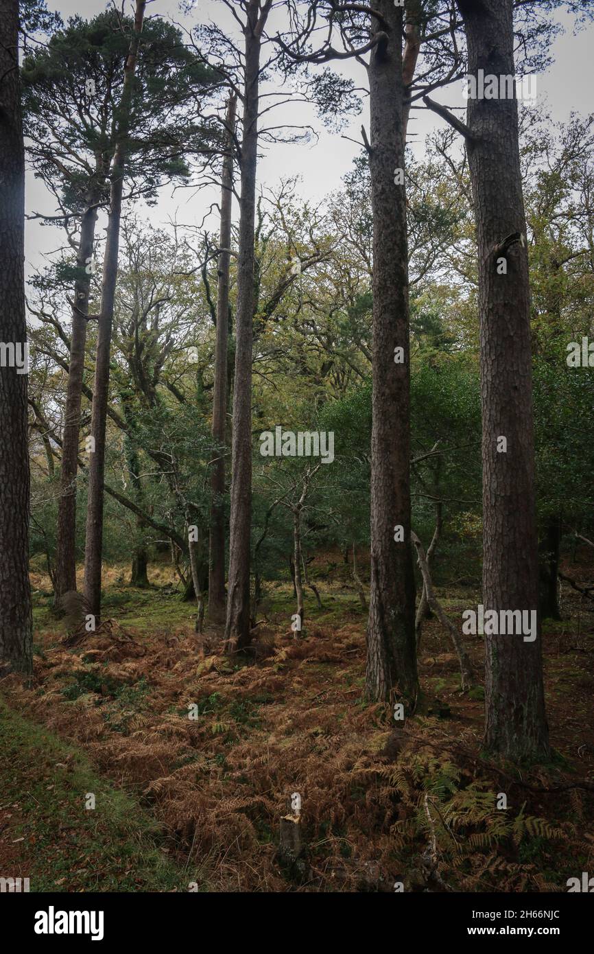 Vue depuis le parc national de Killarney Banque D'Images