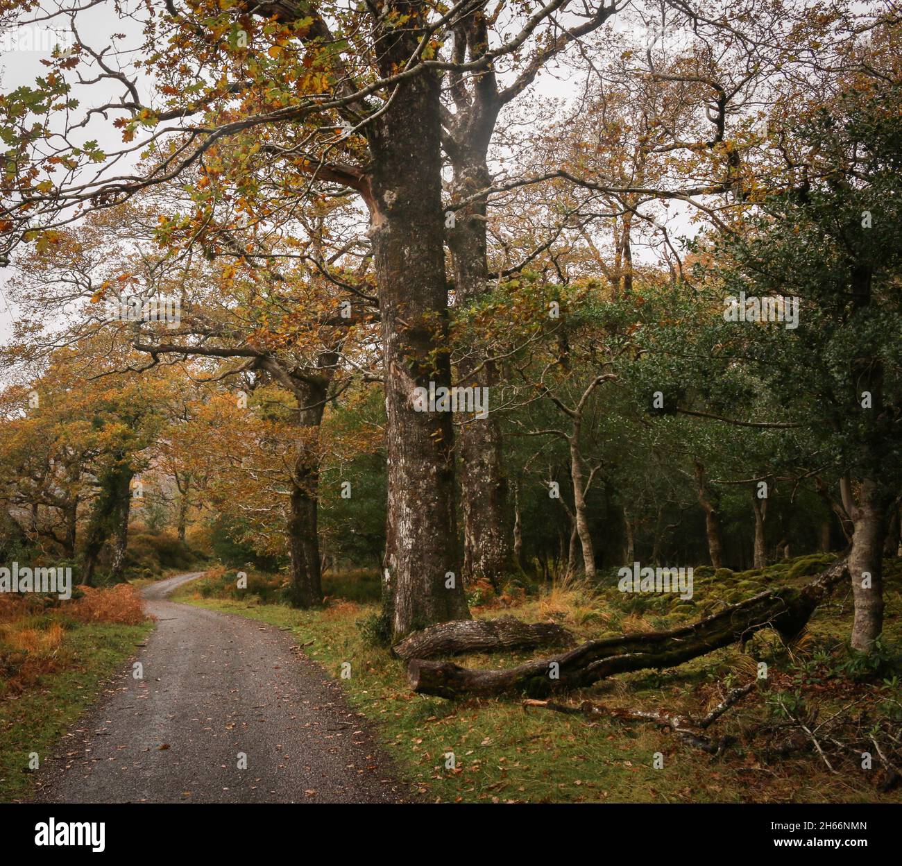 Vue depuis le parc national de Killarney Banque D'Images